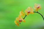 Orchid,spa Background Stock Photo