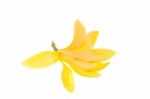 Yellow Michelia Alba Flower Stock Photo