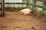 Pig On The Farm Stock Photo