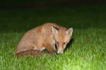 Wild Red Fox Stock Photo