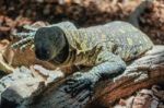 Fuengirola, Andalucia/spain - July 4 : Monitor Lizard At The Bio Stock Photo