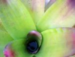 Tropical Plant (bromeliad, Pineapple Family) Stock Photo