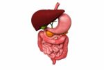 Human Digestive System    Stock Photo