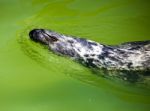 Fur Seal In City Zoo Stock Photo