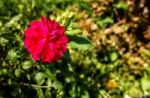 Bright Red Dahlia In The Garden Stock Photo