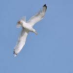 White Seagull In Flight Stock Photo