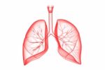 Human Lungs Stock Photo