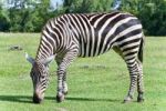 Picture With A Zebra Eating The Grass On A Field Stock Photo