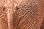 African Elephant Skin Stock Photo