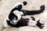 Balck And White Lemur On Rock Stock Photo