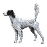 English Setter Stock Photo