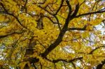 Autumnal Colours  Of A Maple Tree In East Grinstead Stock Photo