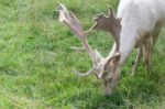 Fallow Deer (dama Dama) Stock Photo