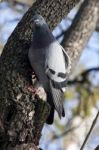 Urban Pigeon Stock Photo