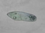 Paramecium Stock Photo