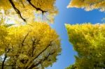 The Ginkgo Trees Against Blue Sky Stock Photo