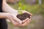 Hands Holding Seedleng Stock Photo