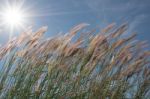 
Grass, Sky, Sun, Beautiful Late Stock Photo