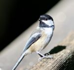 Beautiful Isolated Photo Of A Cute Black-capped Chickadee Bird Stock Photo