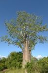 Baobab Stock Photo