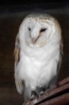 Barn Owl (tyto Alba) Stock Photo