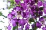 Angelonia Flower Stock Photo