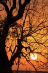 Branch Silhouette Sunset Stock Photo