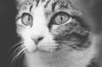 Headshot Of Cat Looking Toward Camera In Black And White Stock Photo