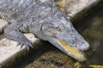 Crocodile Chilling Out On The Sun With Open Jaws Stock Photo