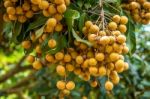 Longan Orchards - Tropical Fruits Beautiful Longan In Thailand Stock Photo