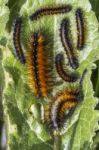 Swarm Of Pine Processionary Moth Caterpillar Stock Photo