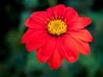 Red Zinnia In Full Bloom Stock Photo