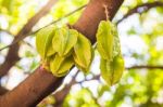 Vivid Star Apple Fruit On Tree Is Famous In Thailand. Select Focus Stock Photo