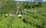 Dalat, Vietnam, July 30, 2016: A Group Of Farmers Picking Tea On A Summer Afternoon In Cau Dat Tea Plantation, Da Lat, Vietnam Stock Photo