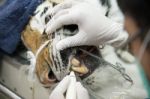 Veterinarian Is Scaling Tiger Stock Photo