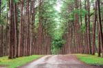 Pine Trees In Garden Stock Photo