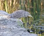 Isolated Photo Of A Funny Black-crowned Night Heron Walking Towards The Shore Stock Photo