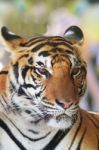 Close Up Face Of Indochinese Tiger Use For Animals And Wild Life Stock Photo