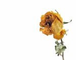 Dried Rose Isolated Stock Photo