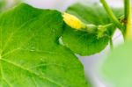 Close Up Baby Melon With Female Melon Flower Stock Photo