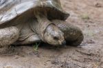 Possibly A Seychelles Giant Tortoise Stock Photo