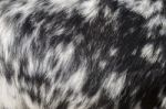 Black And White Goat Fur Texture Stock Photo