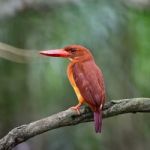 Male Ruddy Kingfisher Stock Photo