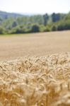 Wheat Field Stock Photo