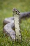 Boa Sniff Stock Photo