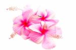 Pink Hibiscus Stock Photo