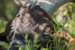 Head Of Brown Goat Stock Photo