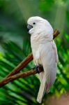 Moluccan Cockatoo Stock Photo