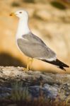 Seagull Bird Stock Photo