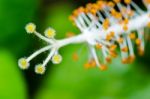 Carpel Of The White Hibiscus Flowers Stock Photo